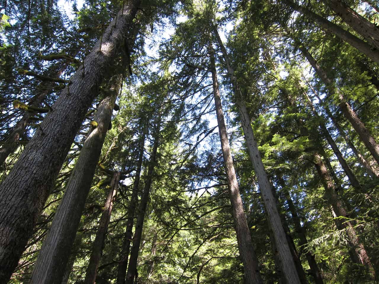 Trees