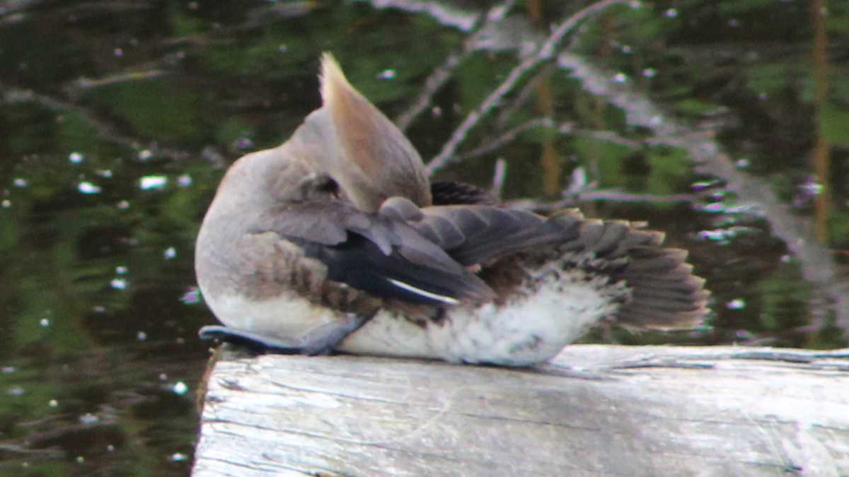 Hooded Merganser