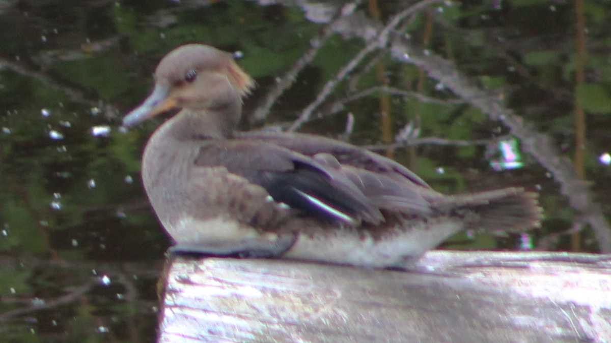 Hooded Merganser