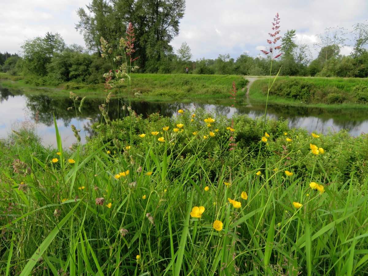 DeBoville Slough Wetlands