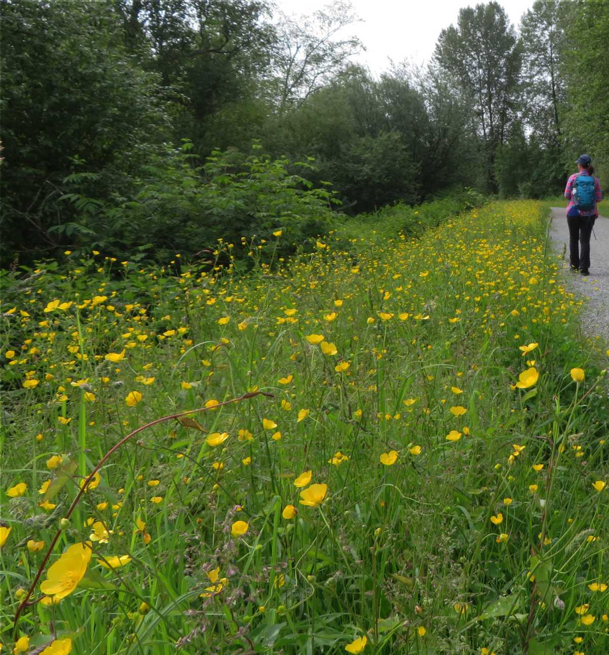 Meadow Buttercup