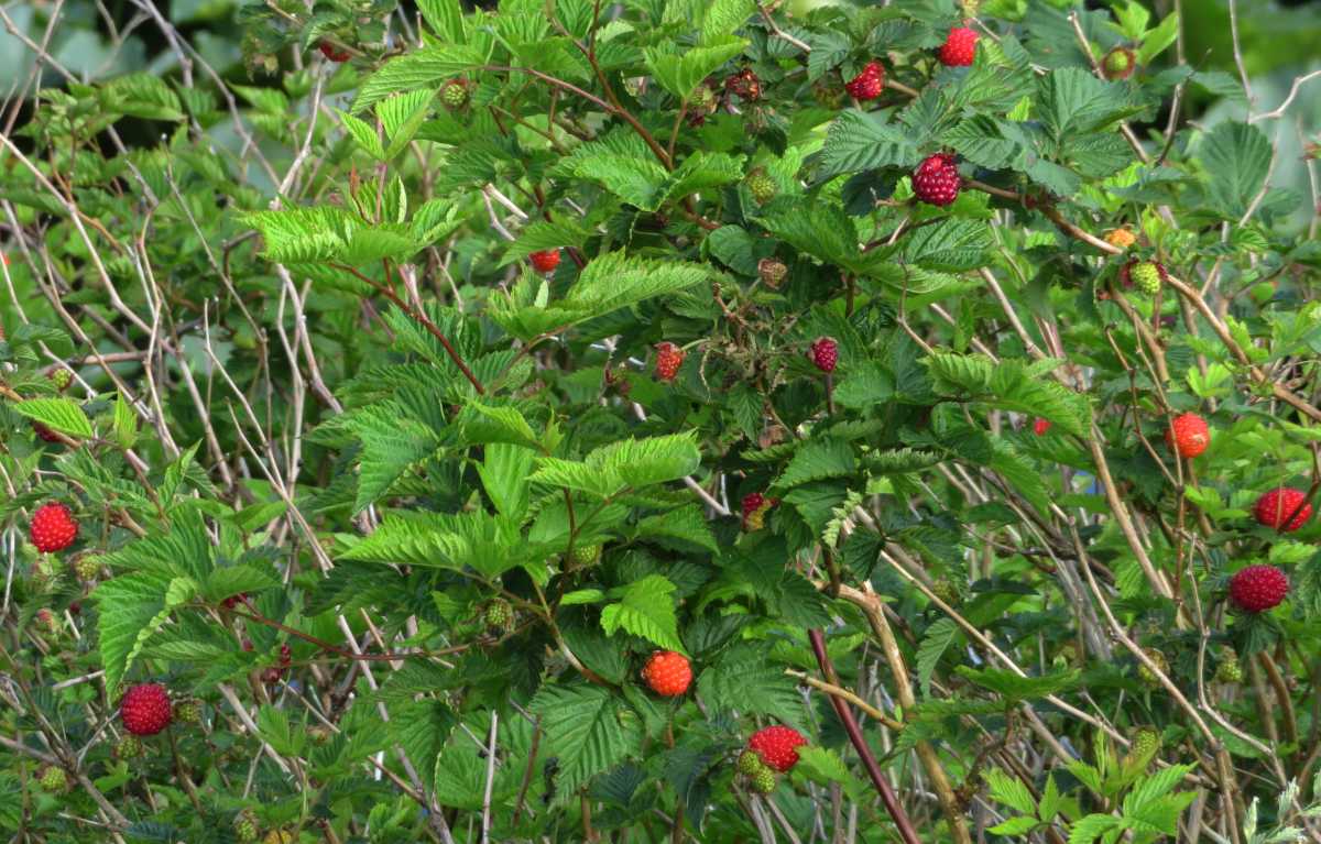 Wild Berries