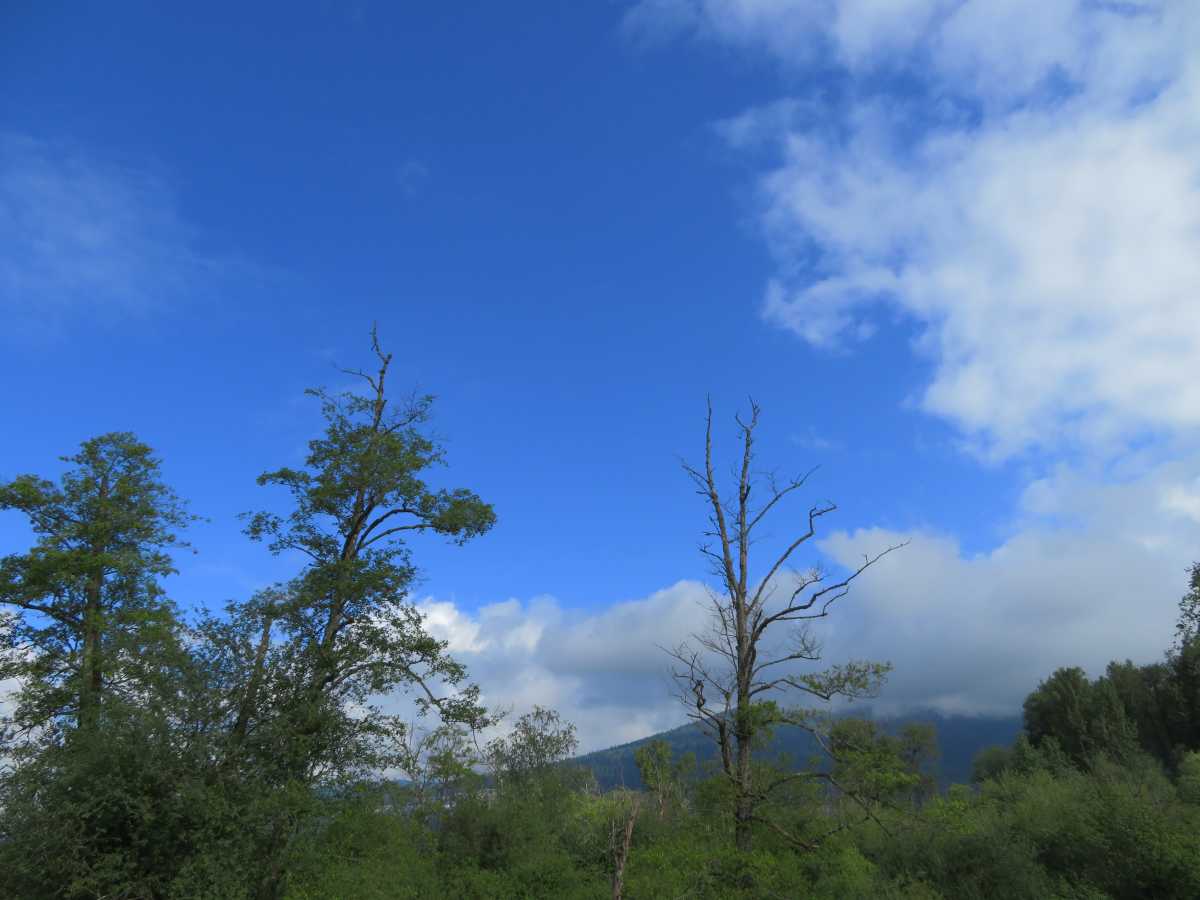 Blue Skies