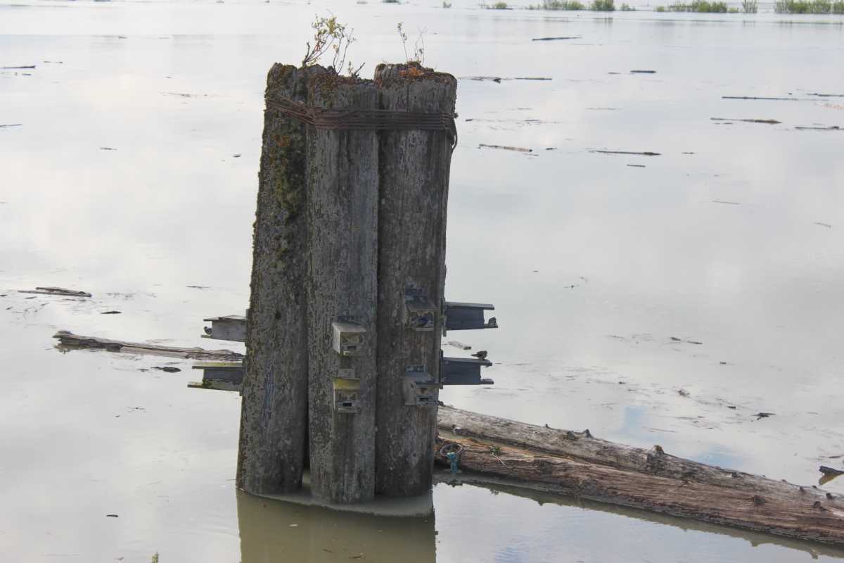 Nest Boxes