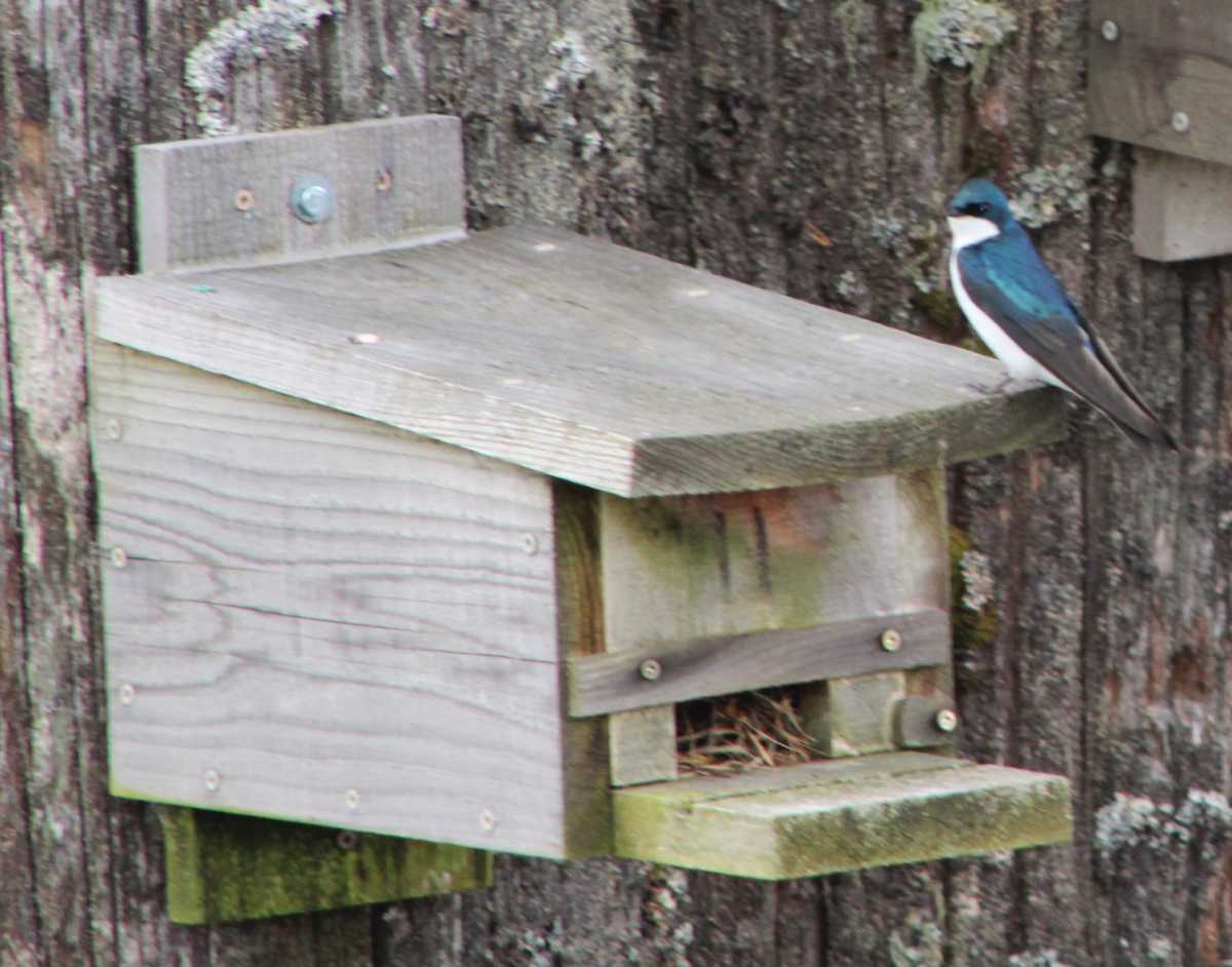 Tree Swallow