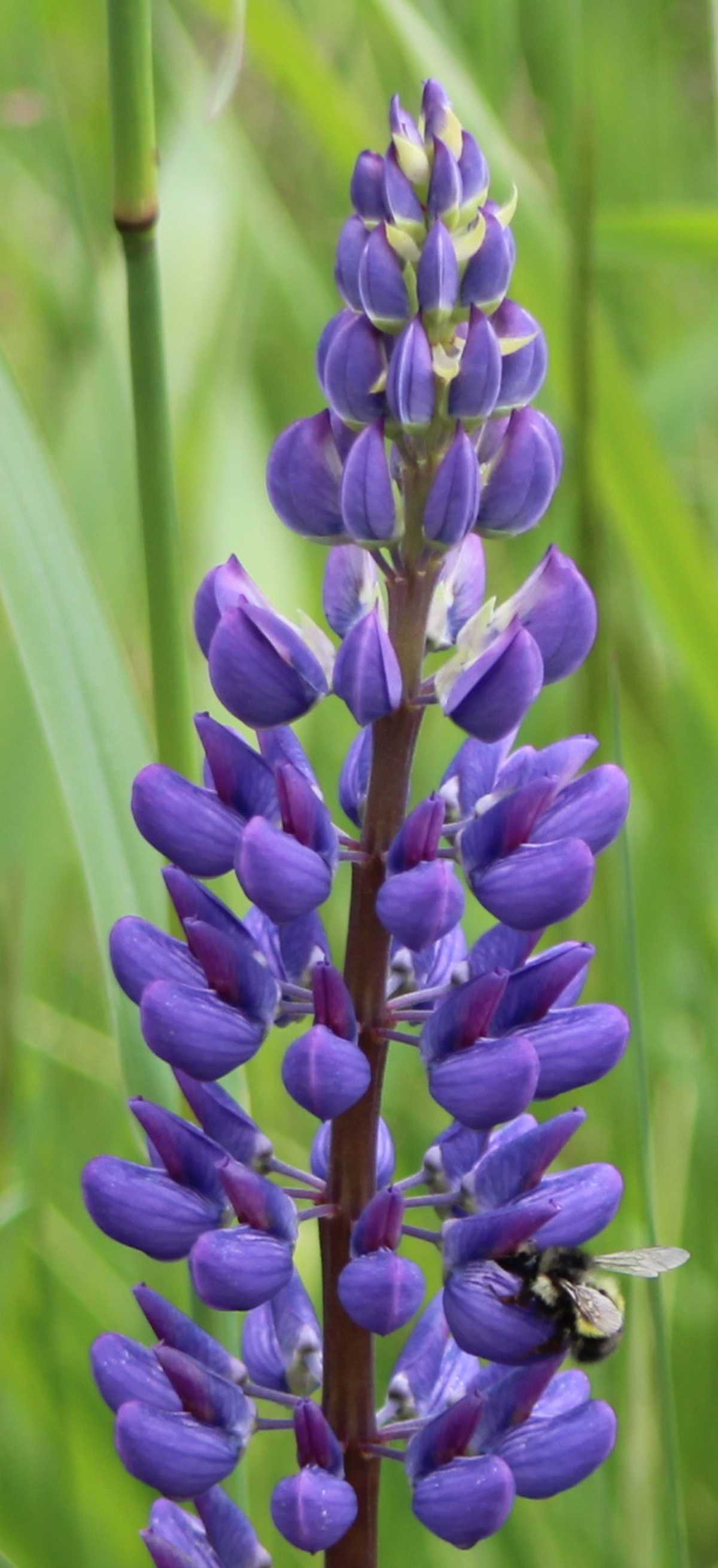 Wild Lupine