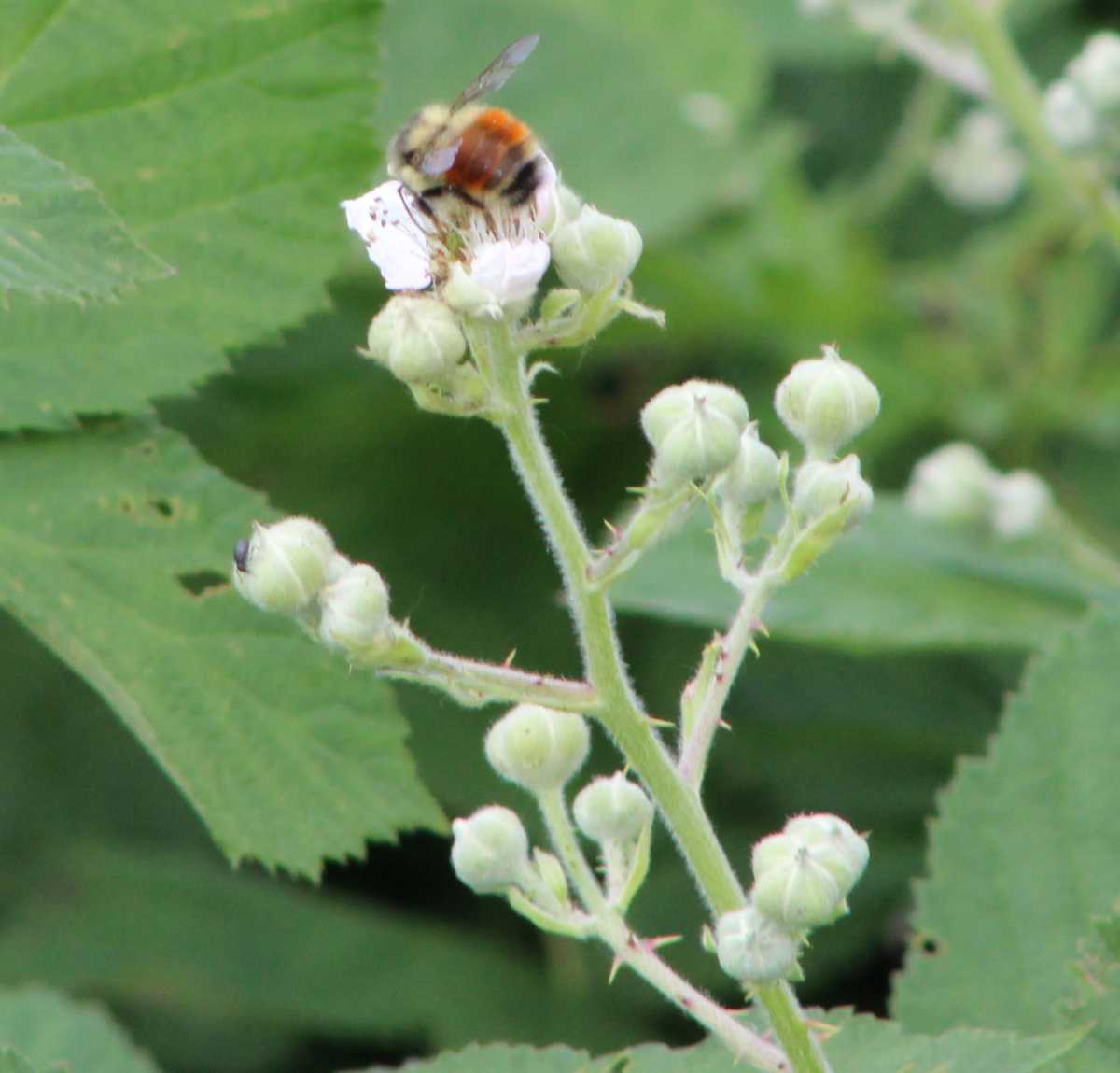 Bumble Bee