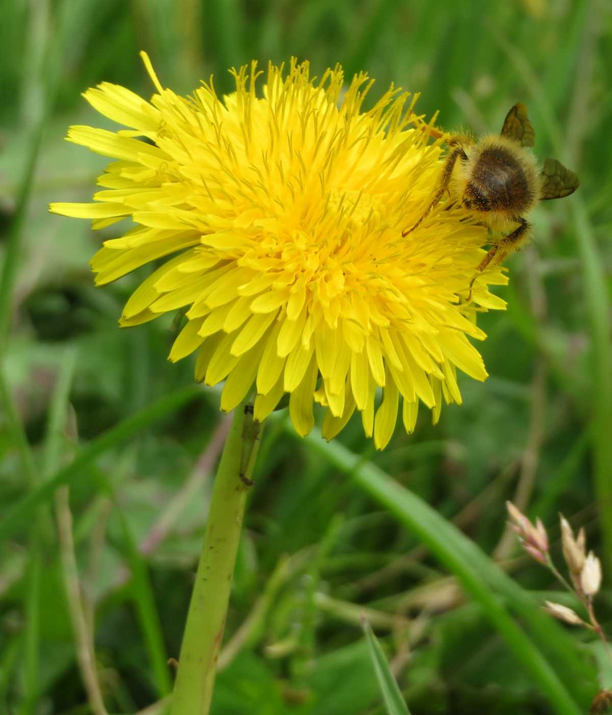 Dandelion Flower