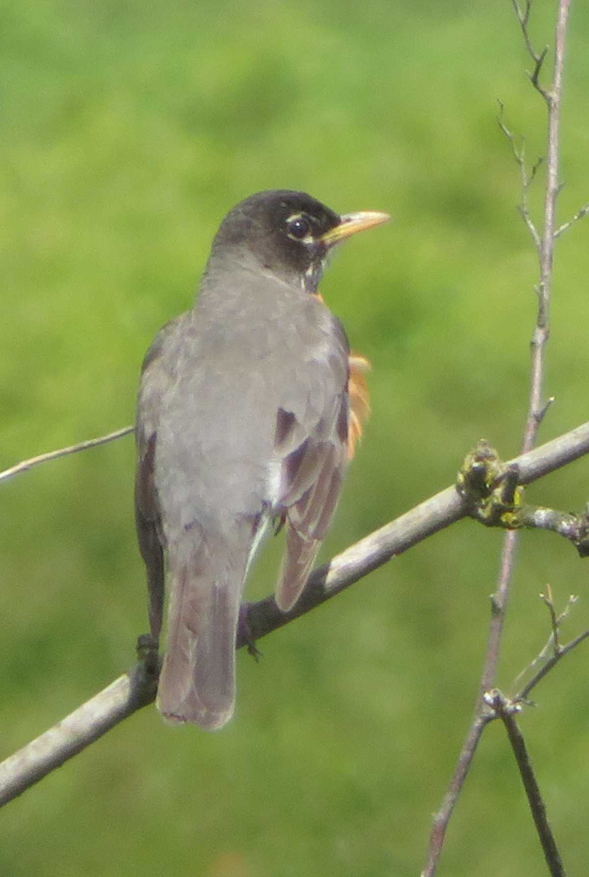 American Robin