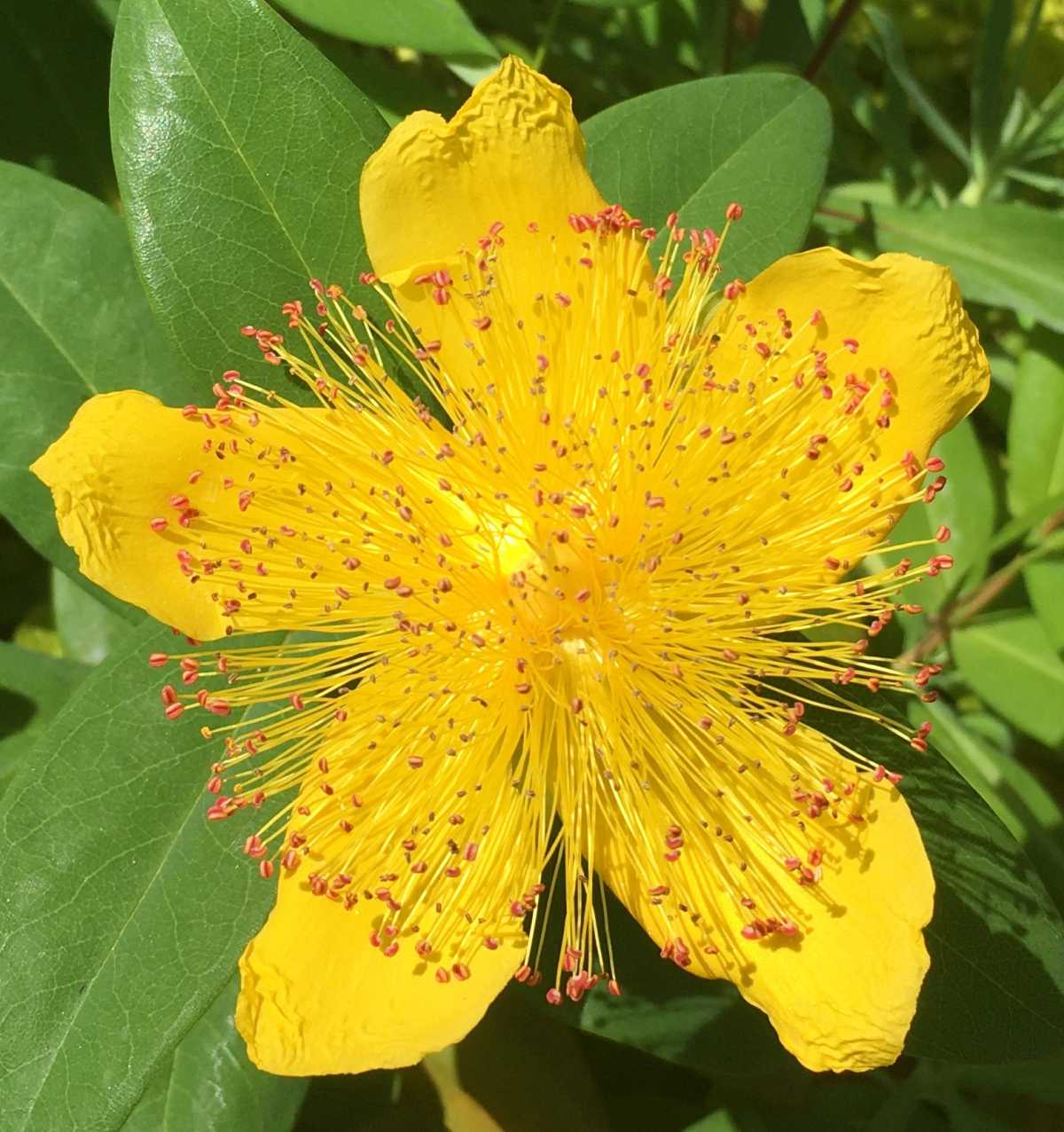 Aaron's Beard flower