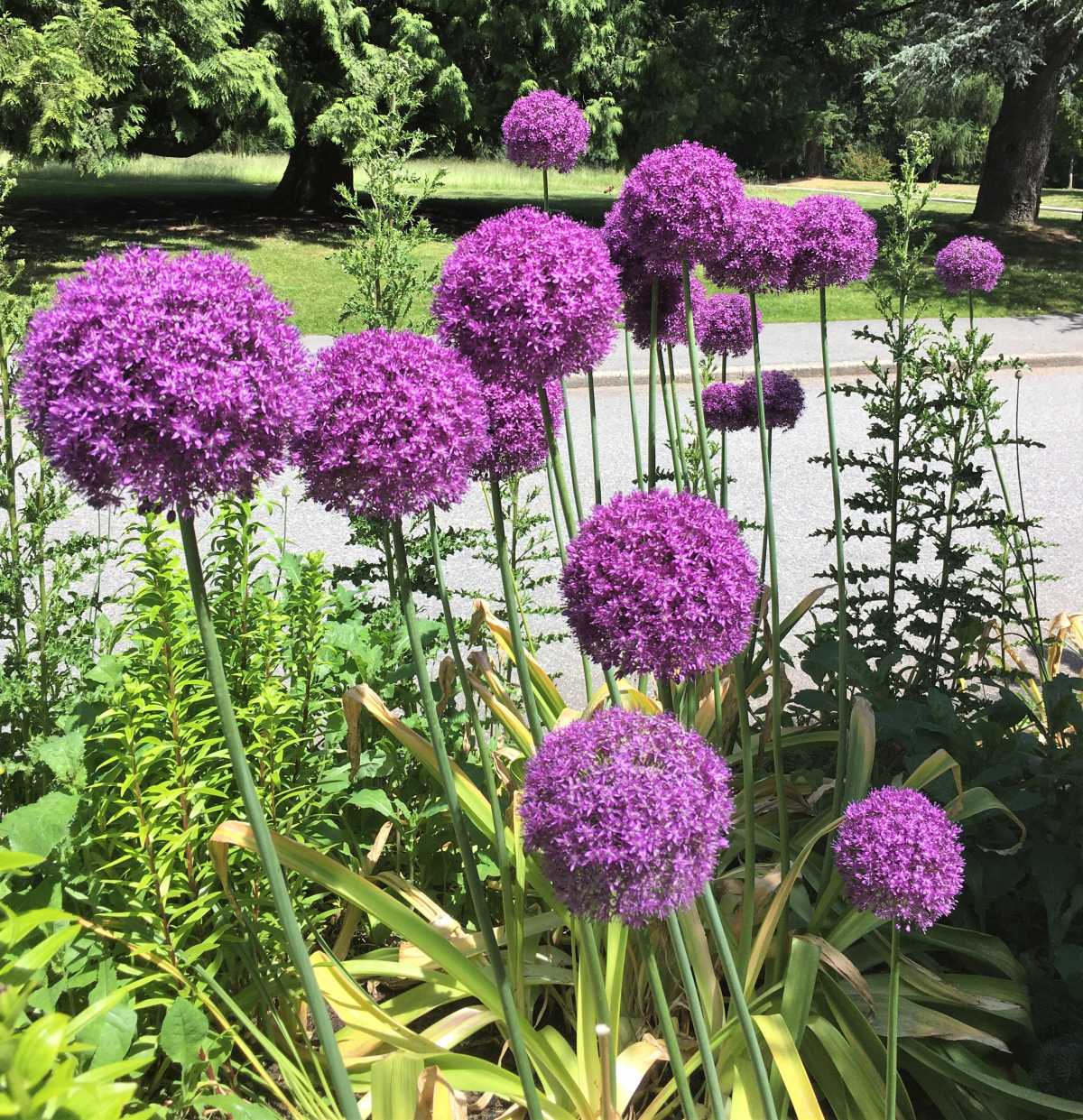 Allium