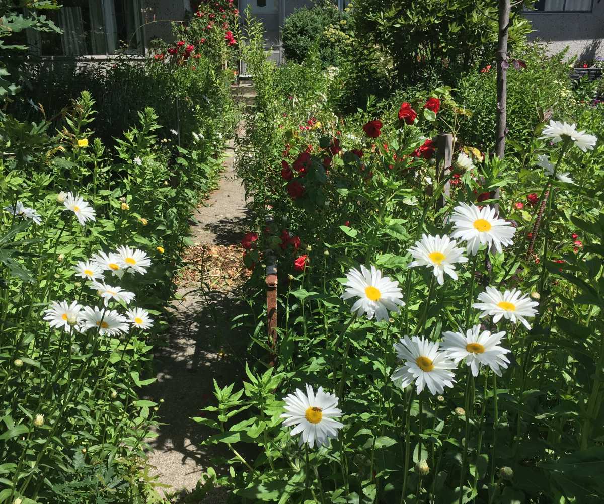Daisy flowers