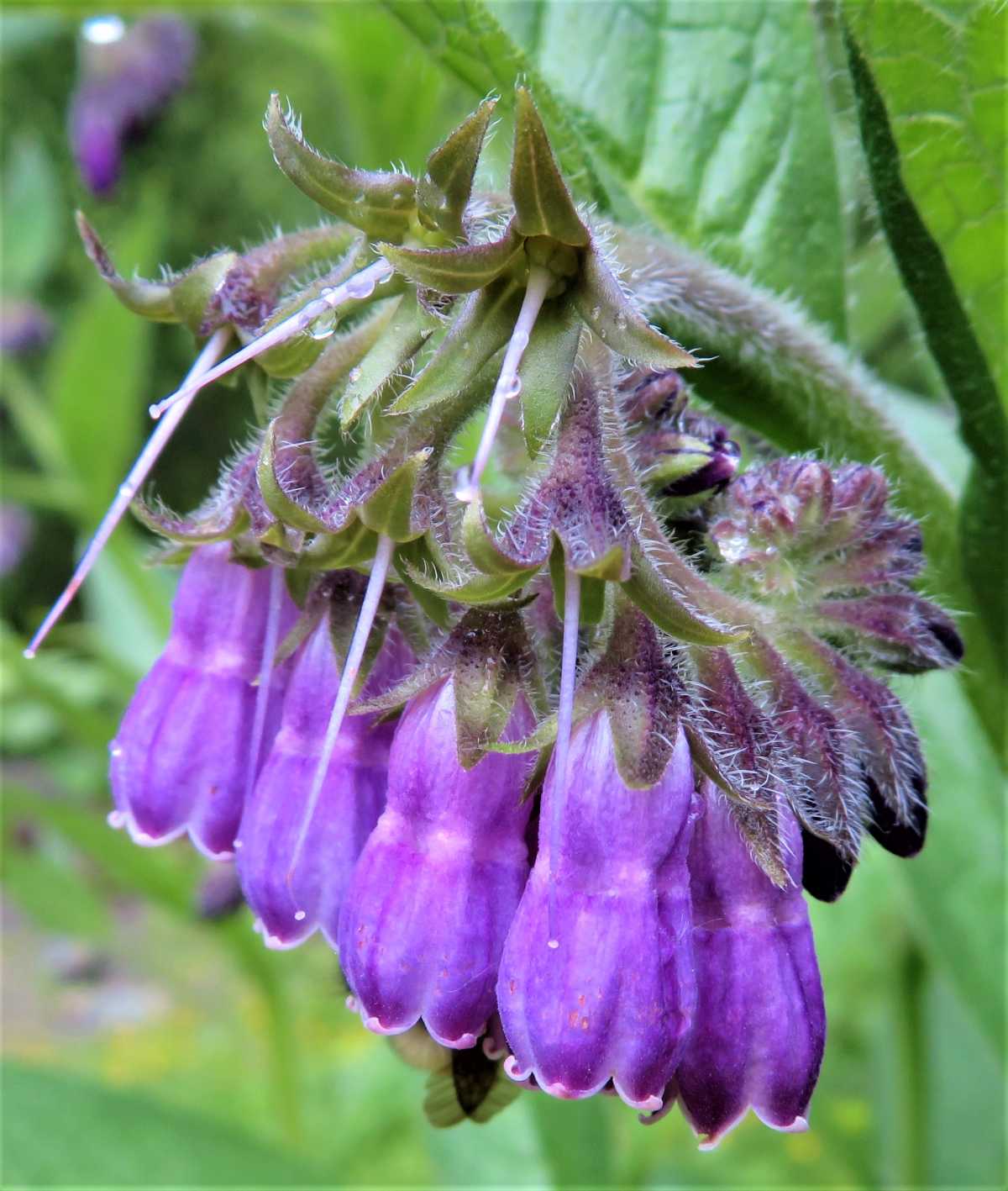 Comfrey flower