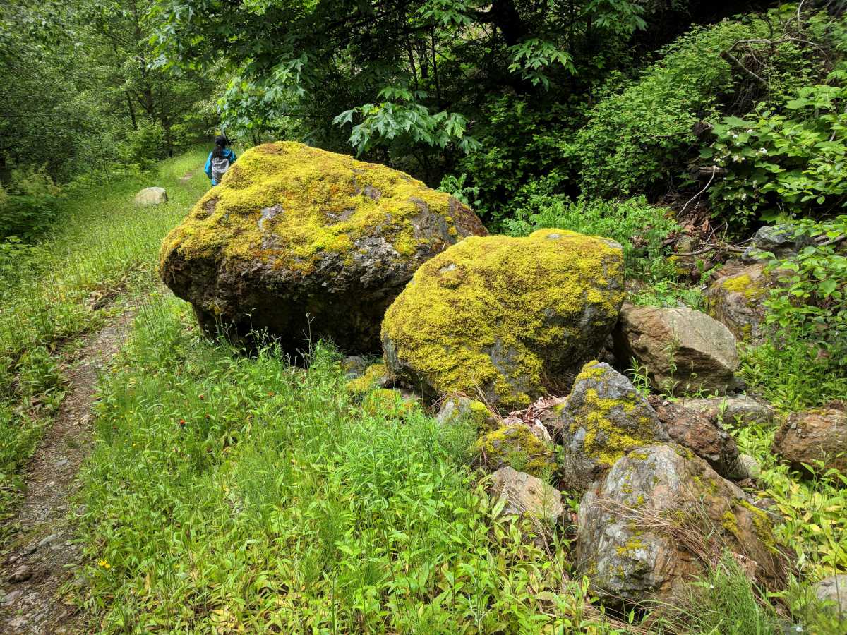 Moss on rocks