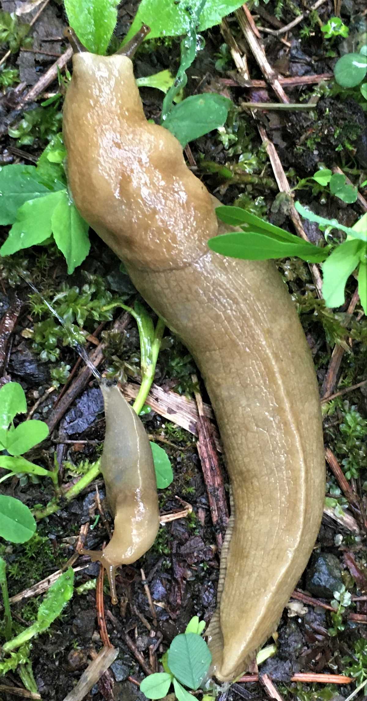 Banana slug