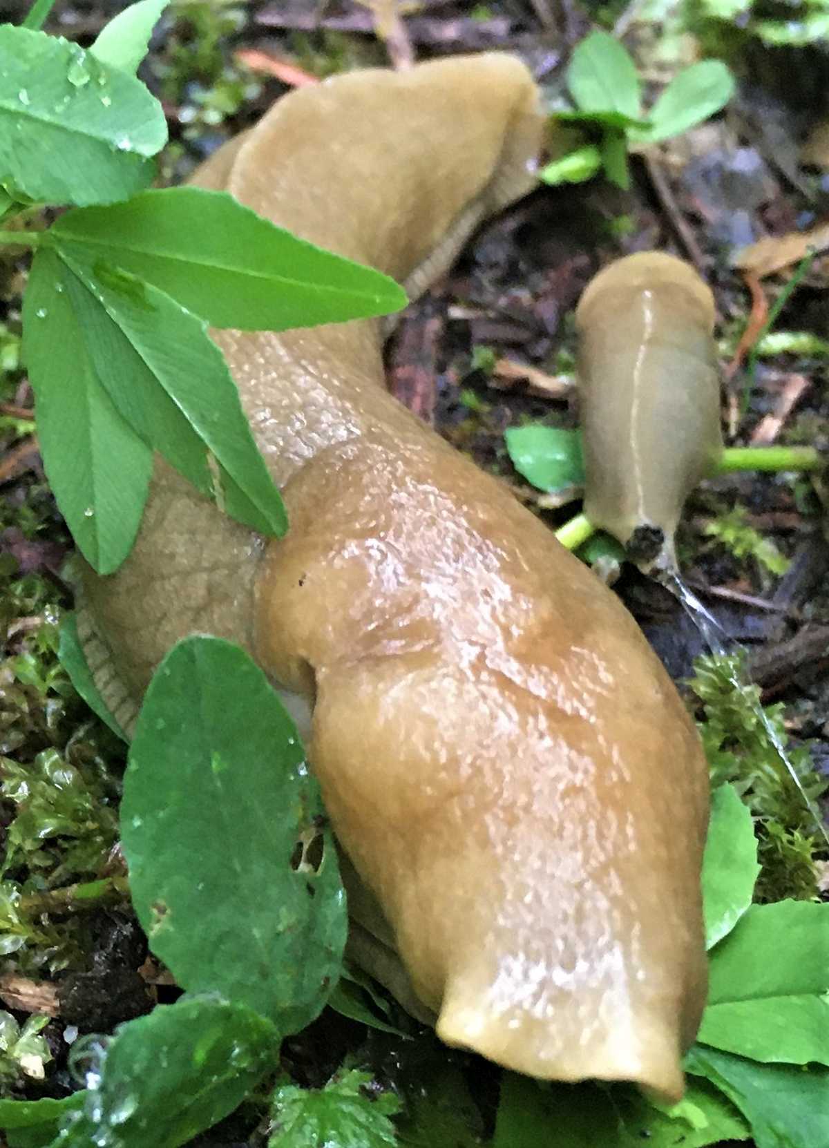 Banana slug