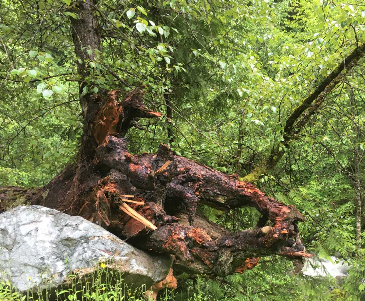 Fallen tree