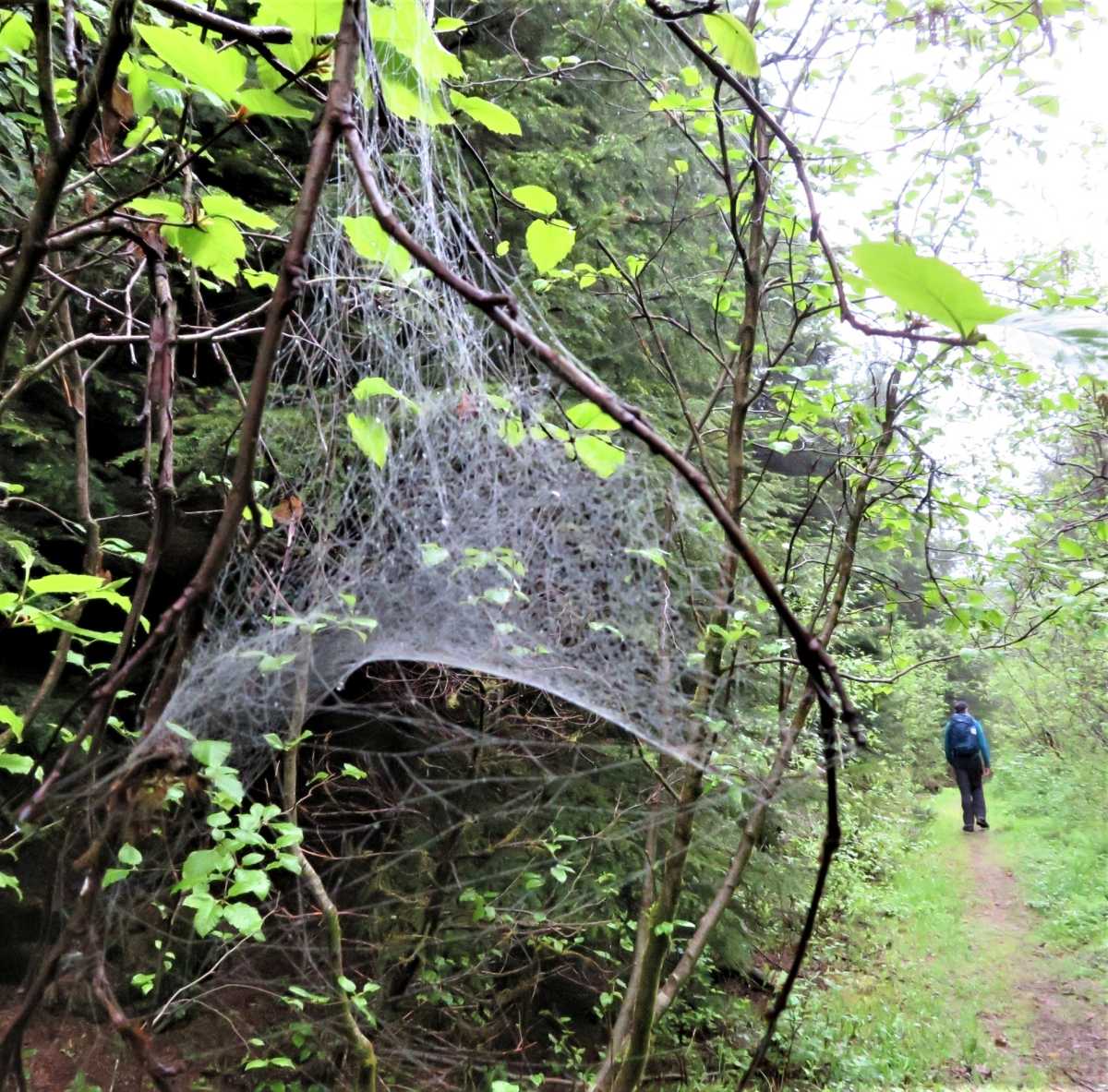 Old caterpillar web