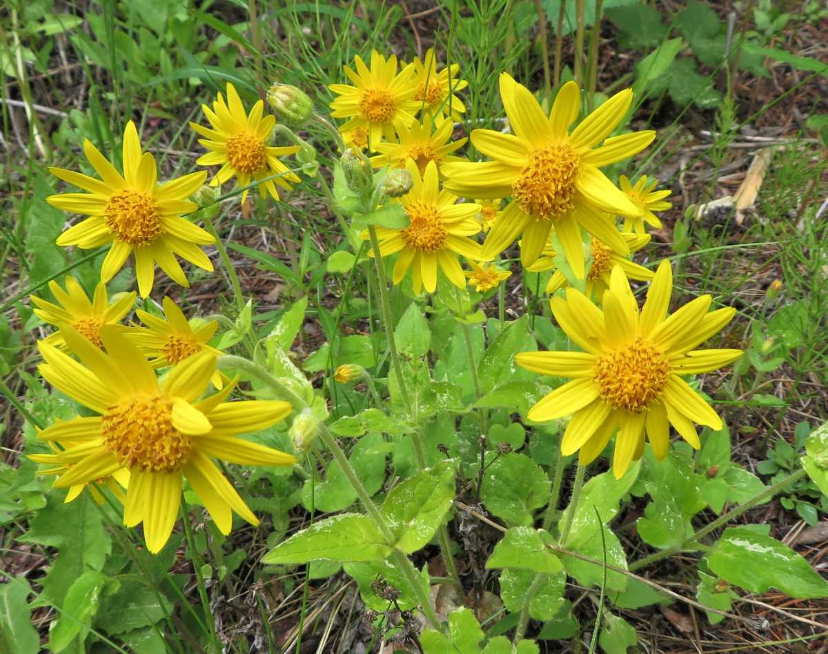 Arnica Longifolia