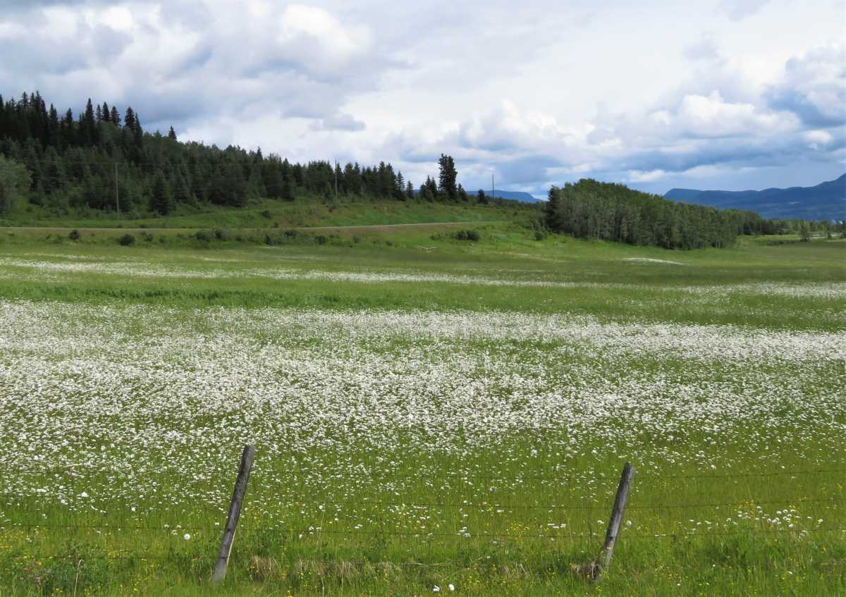Oxeye Daisy Field