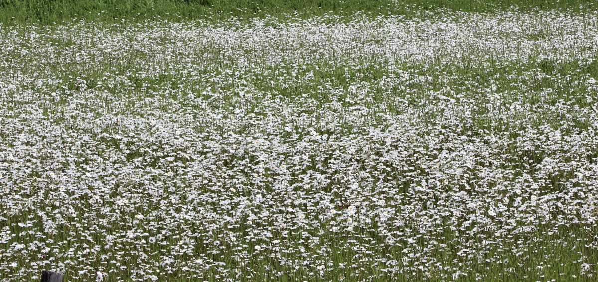 Oxeye Daisy Field