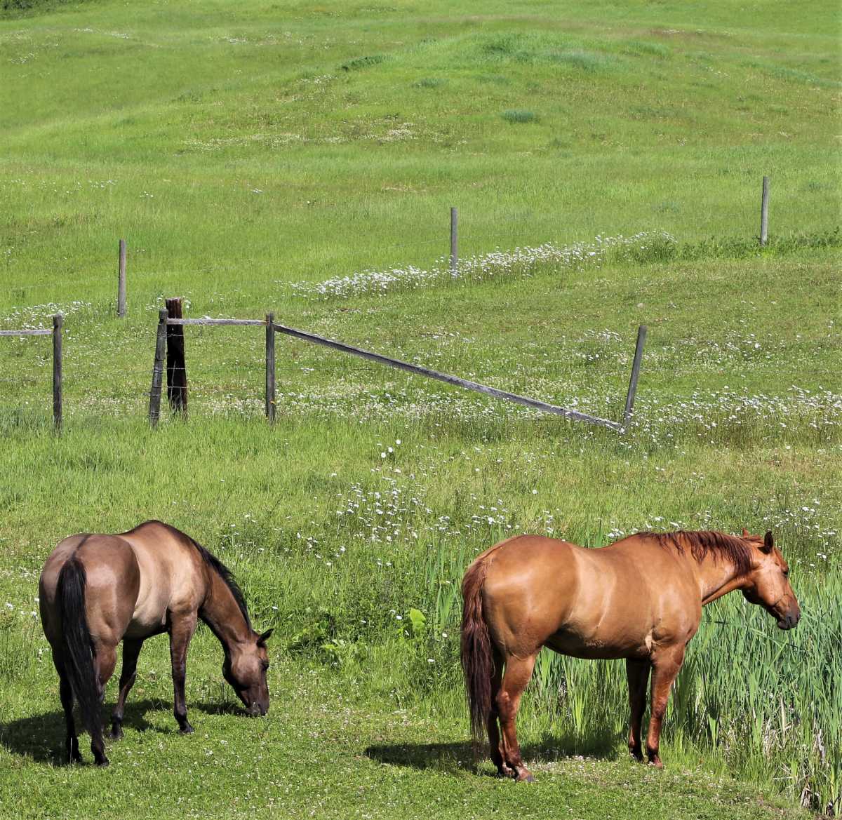 Horses grazing