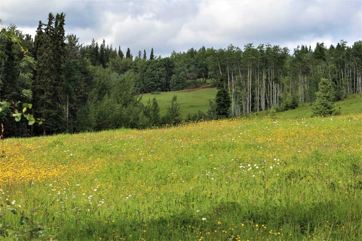 Wildflowers
