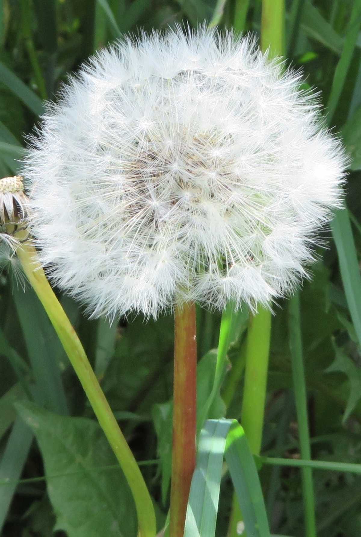 Dandelion