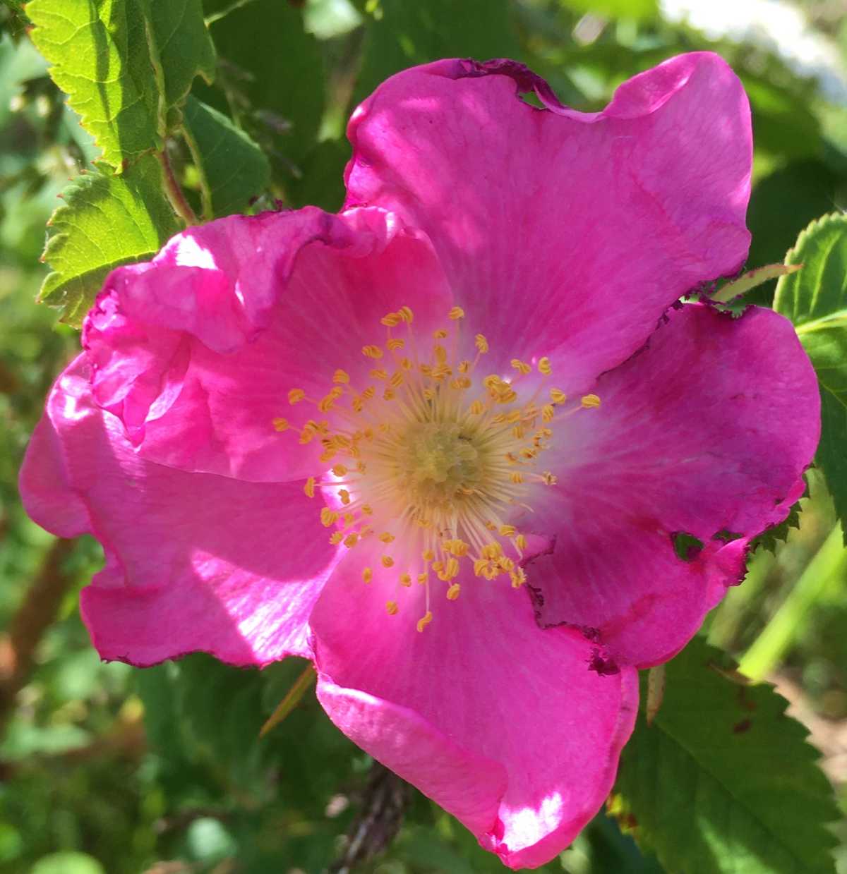 Nootka rose