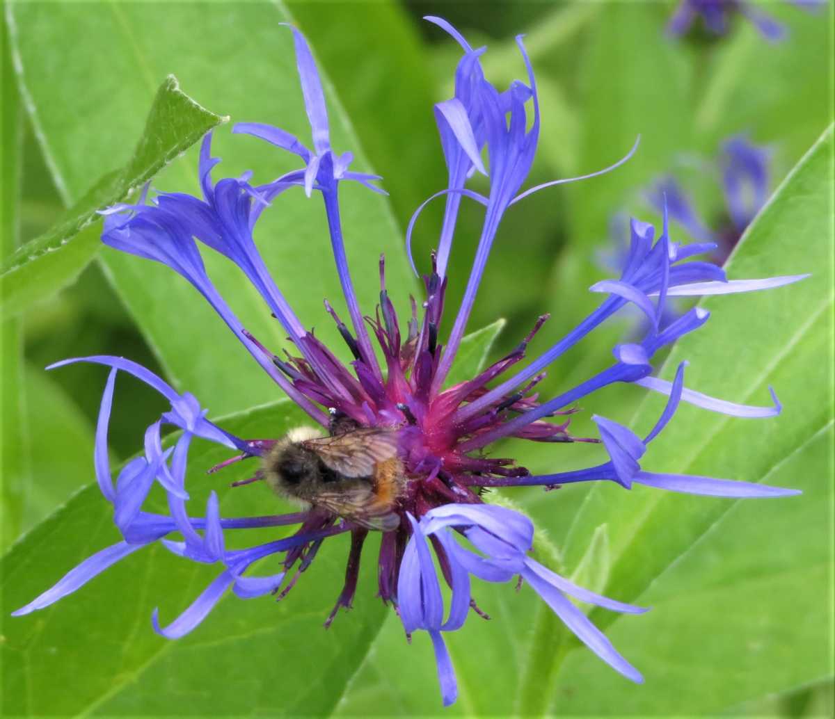 Mountain bluet