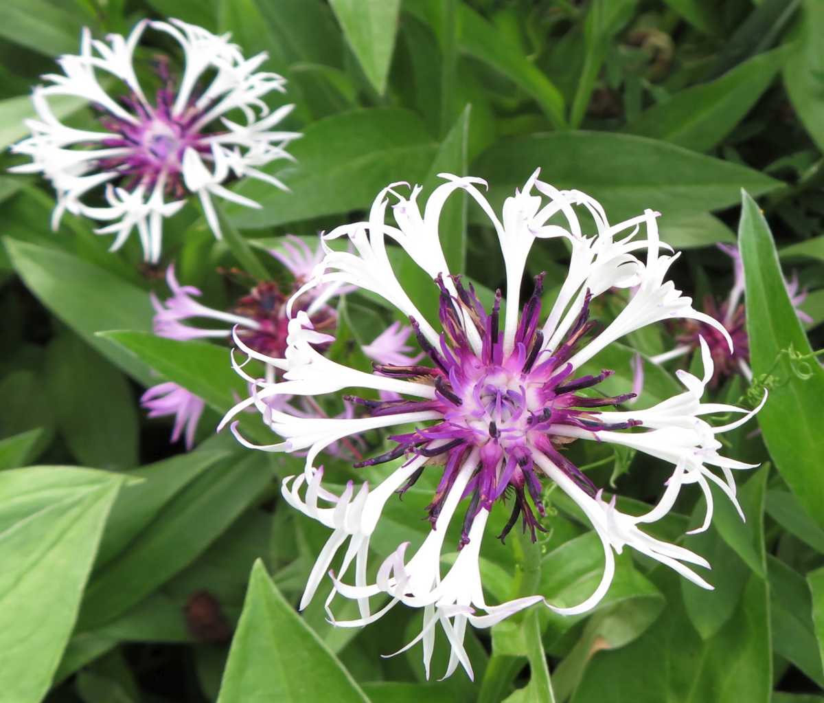 Mountain Bluet