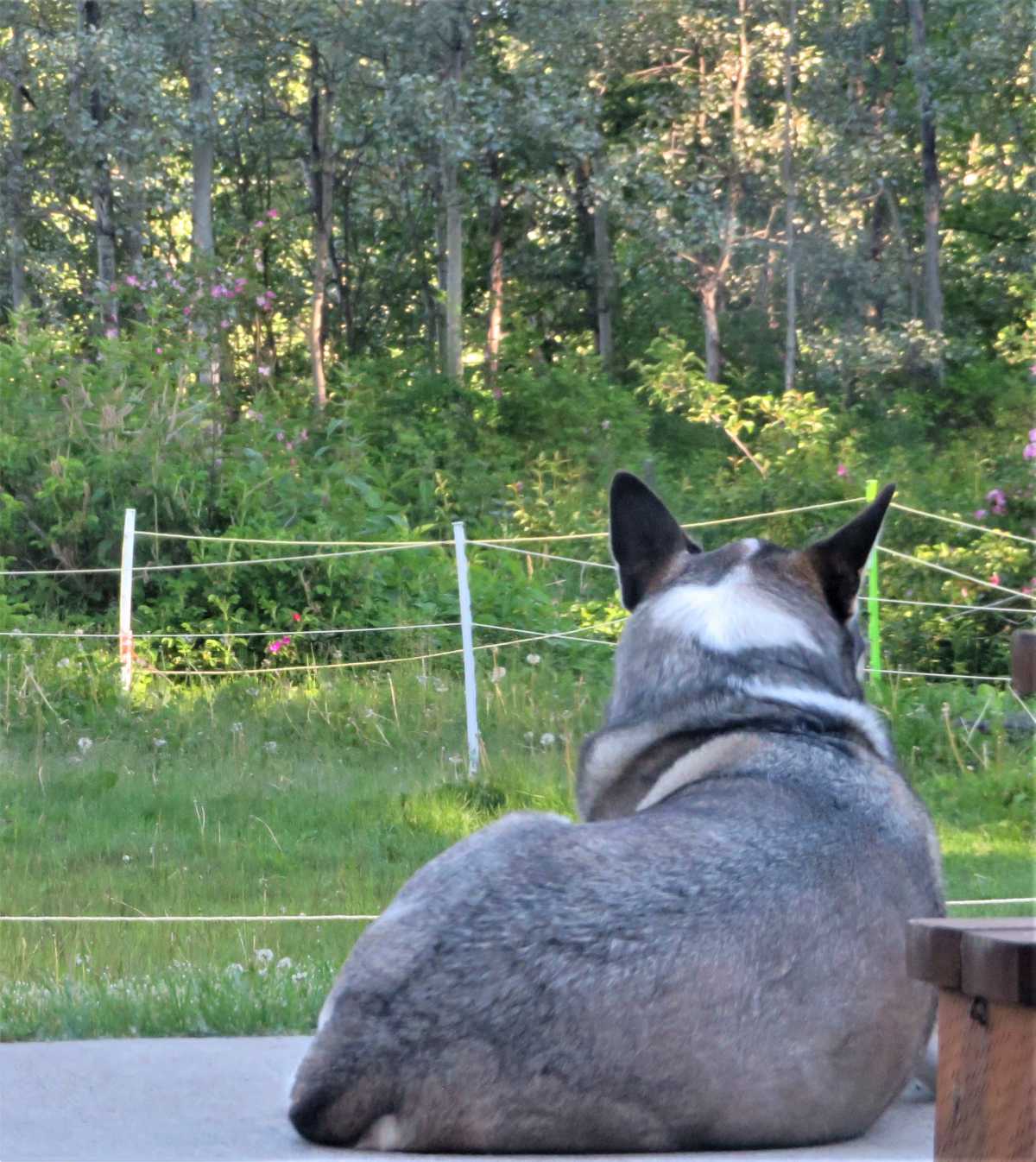Dogs love being themselves. We should learn from them.