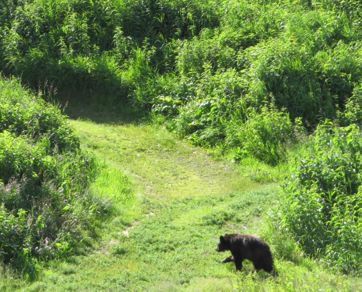 Black Bear