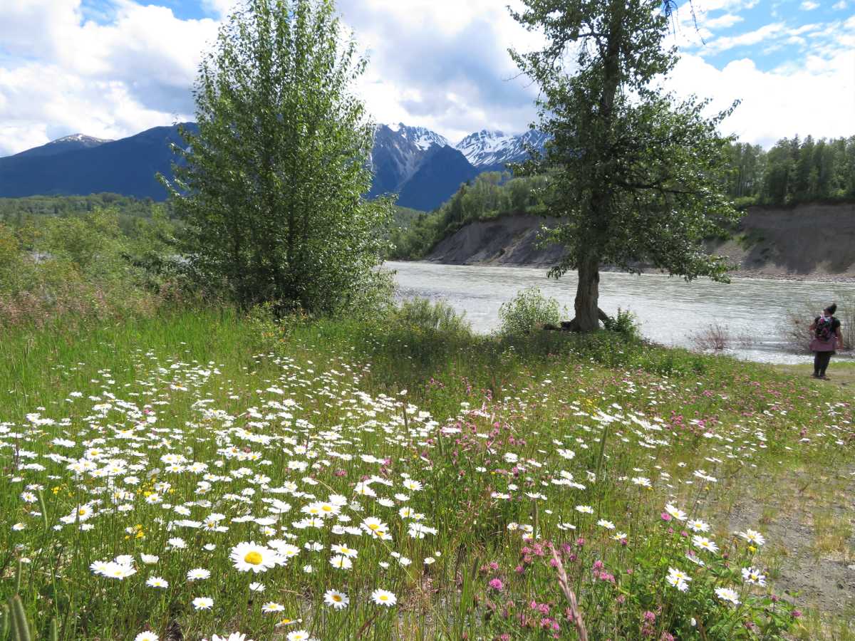 Skeena River