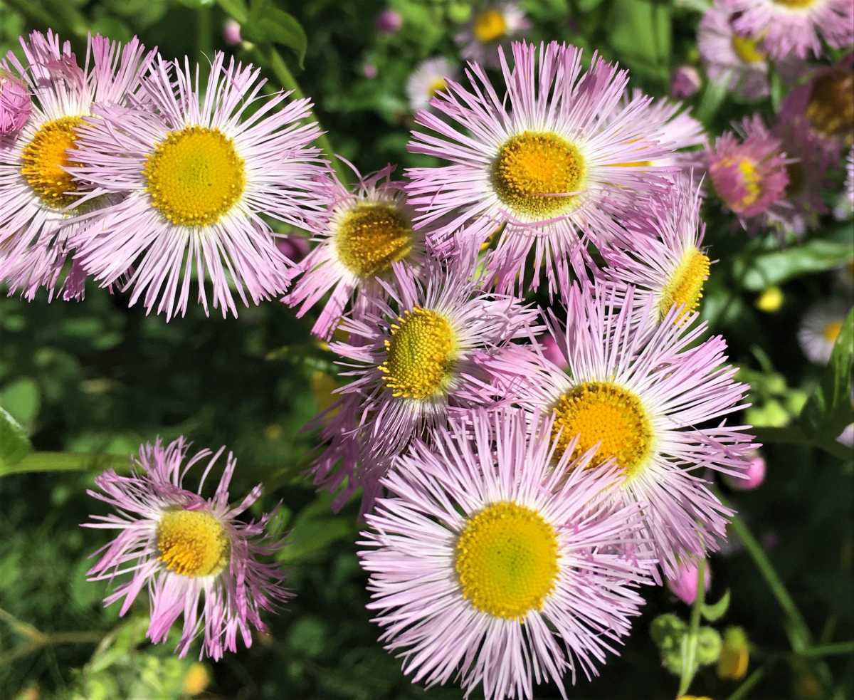 Showy (Aspen) Daisy