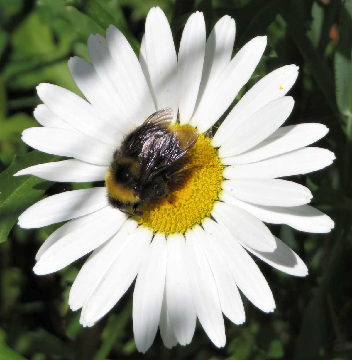 Bumblebee