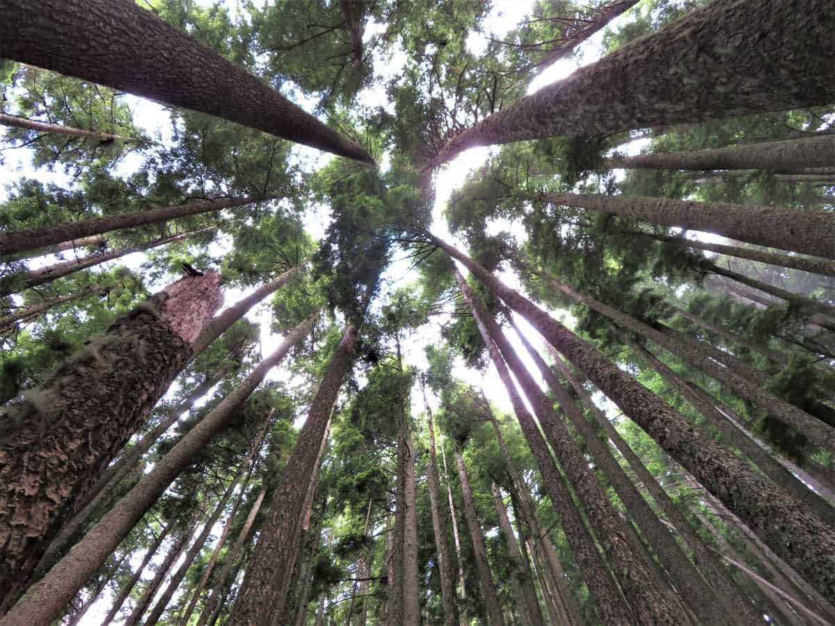 Trees