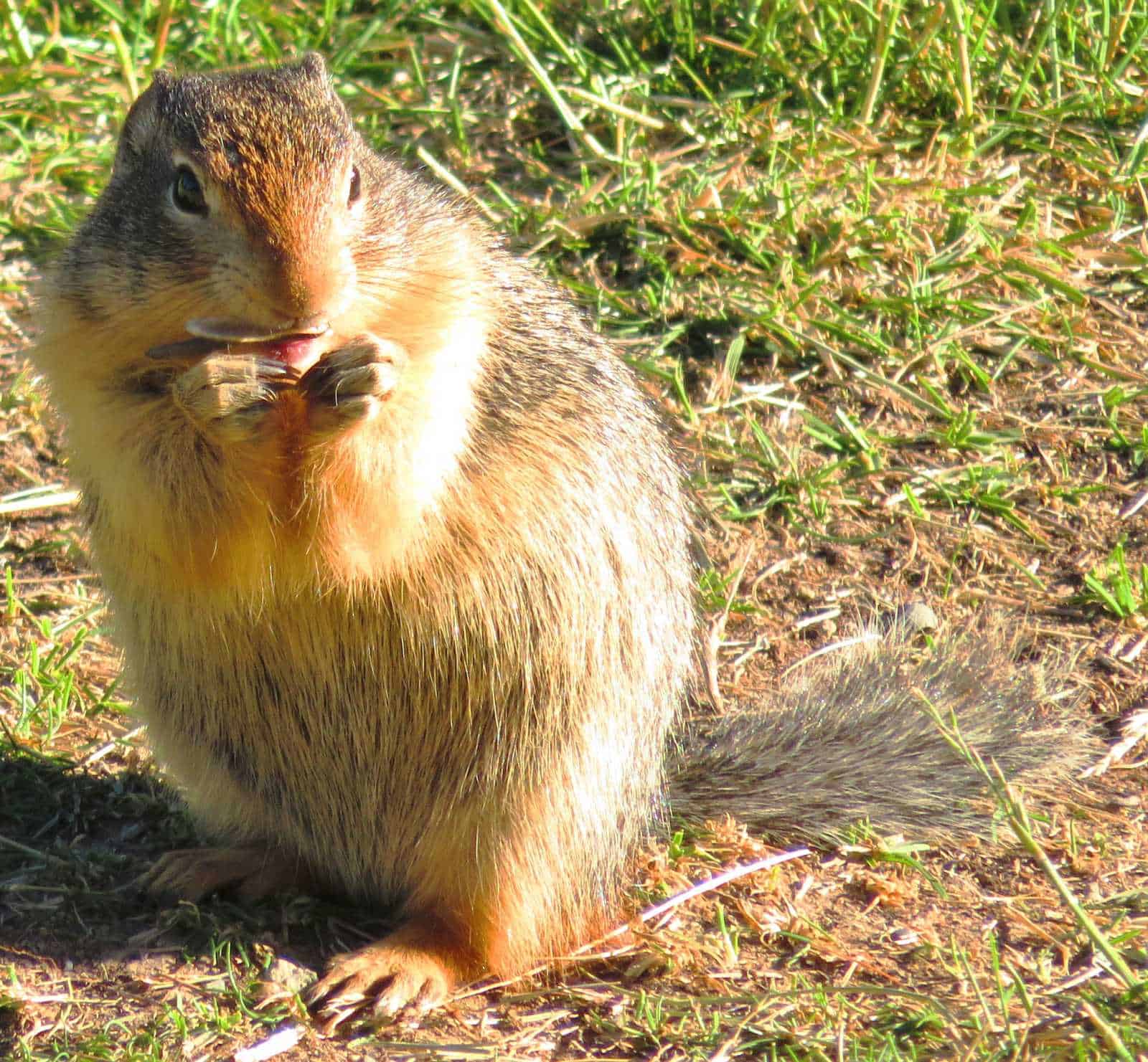Columbian Ground Squirrel