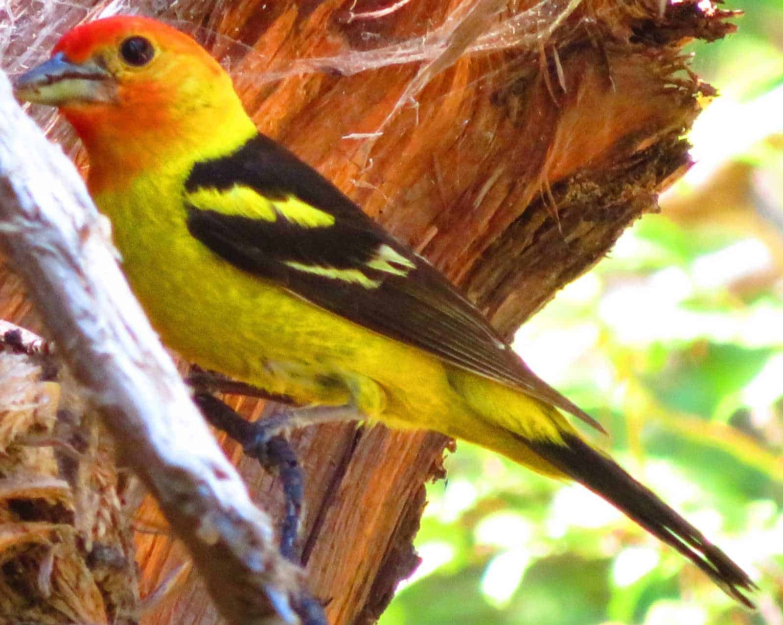 Male Western Tanager