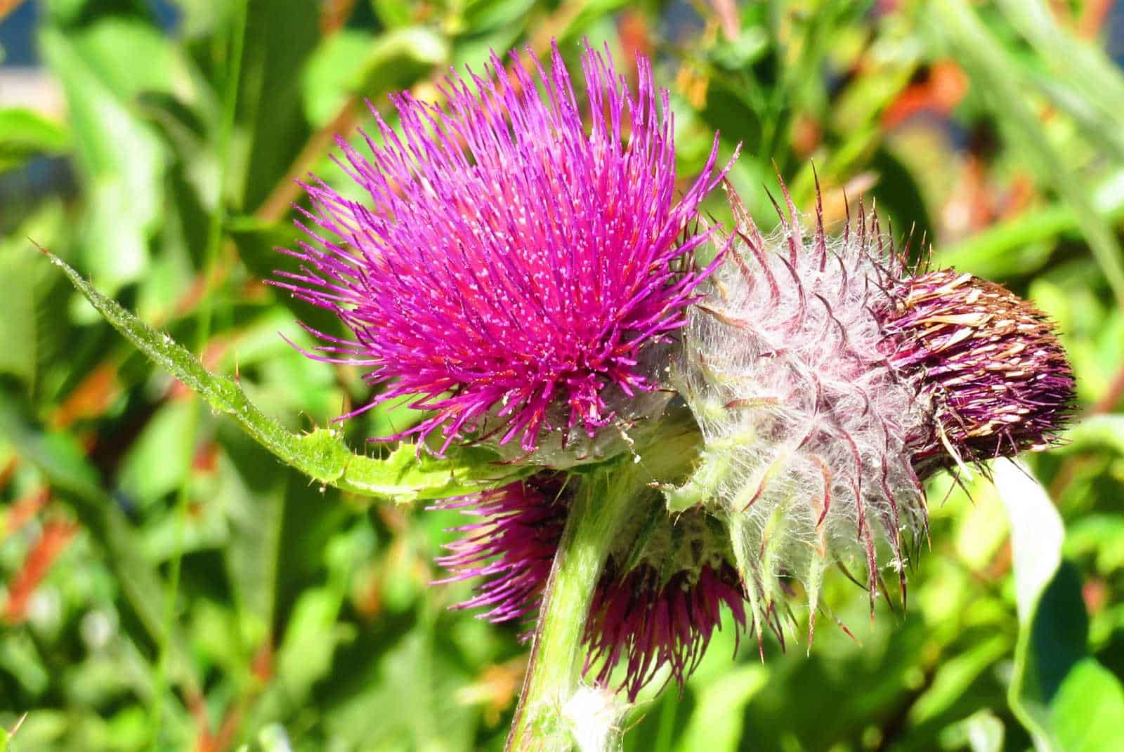Thistle