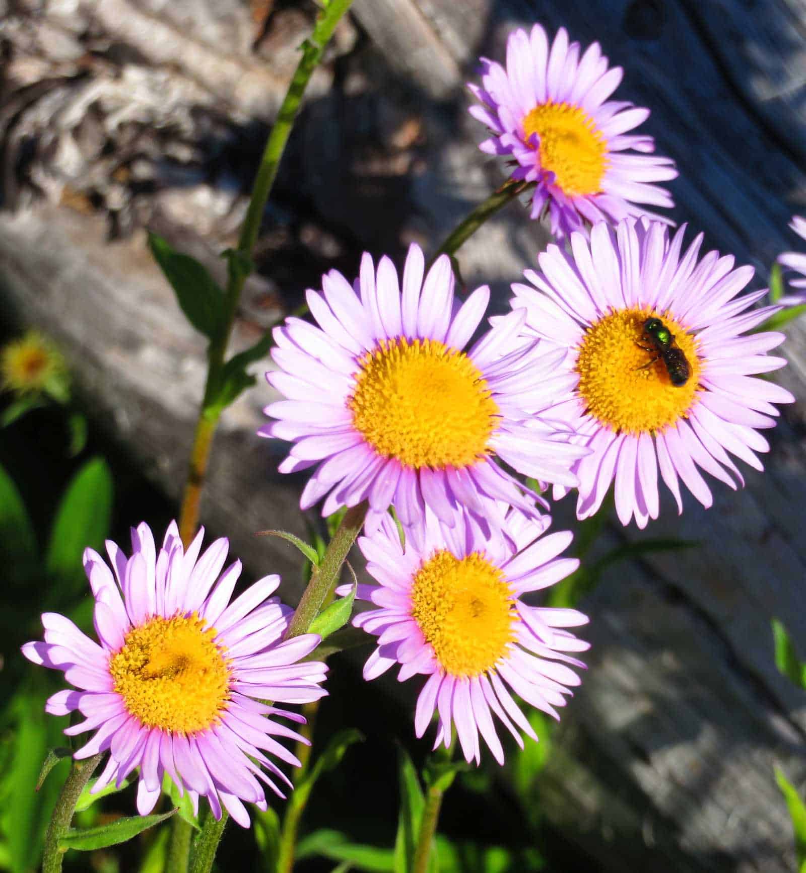 Subalpine Daisy