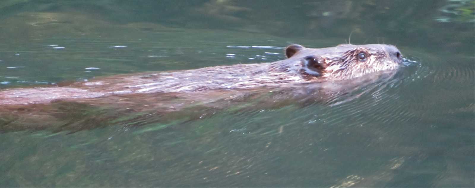 Beaver