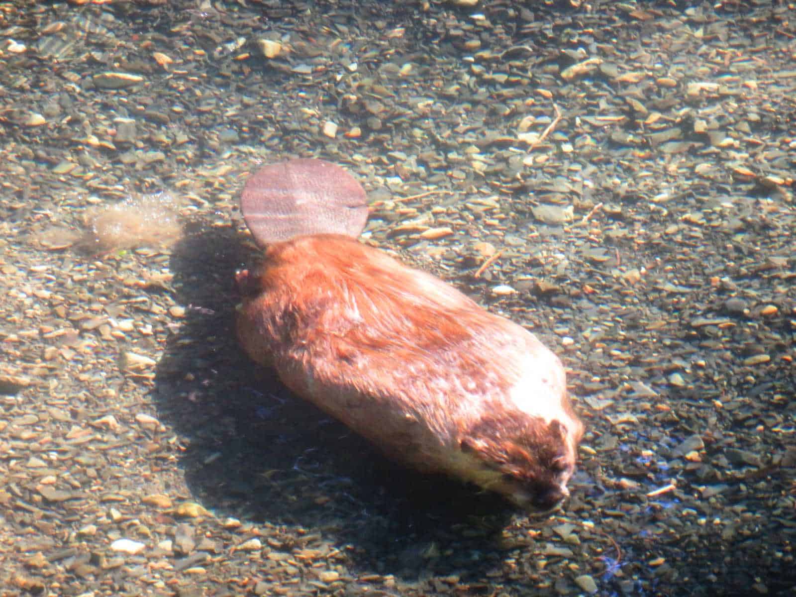 Beaver