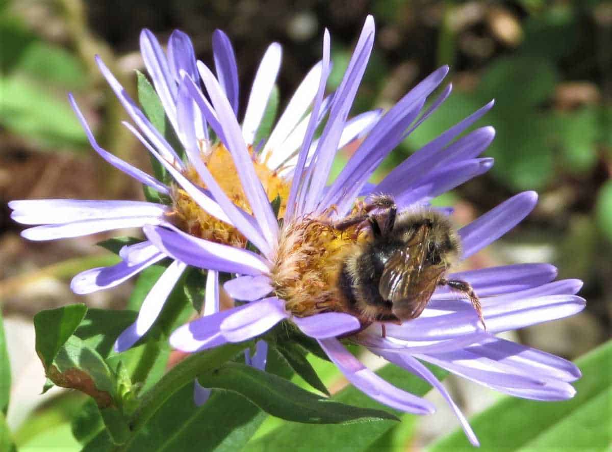 Subalpine Daisy
