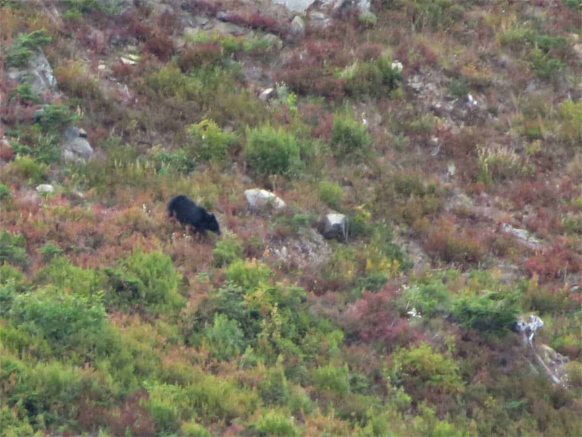 Bear