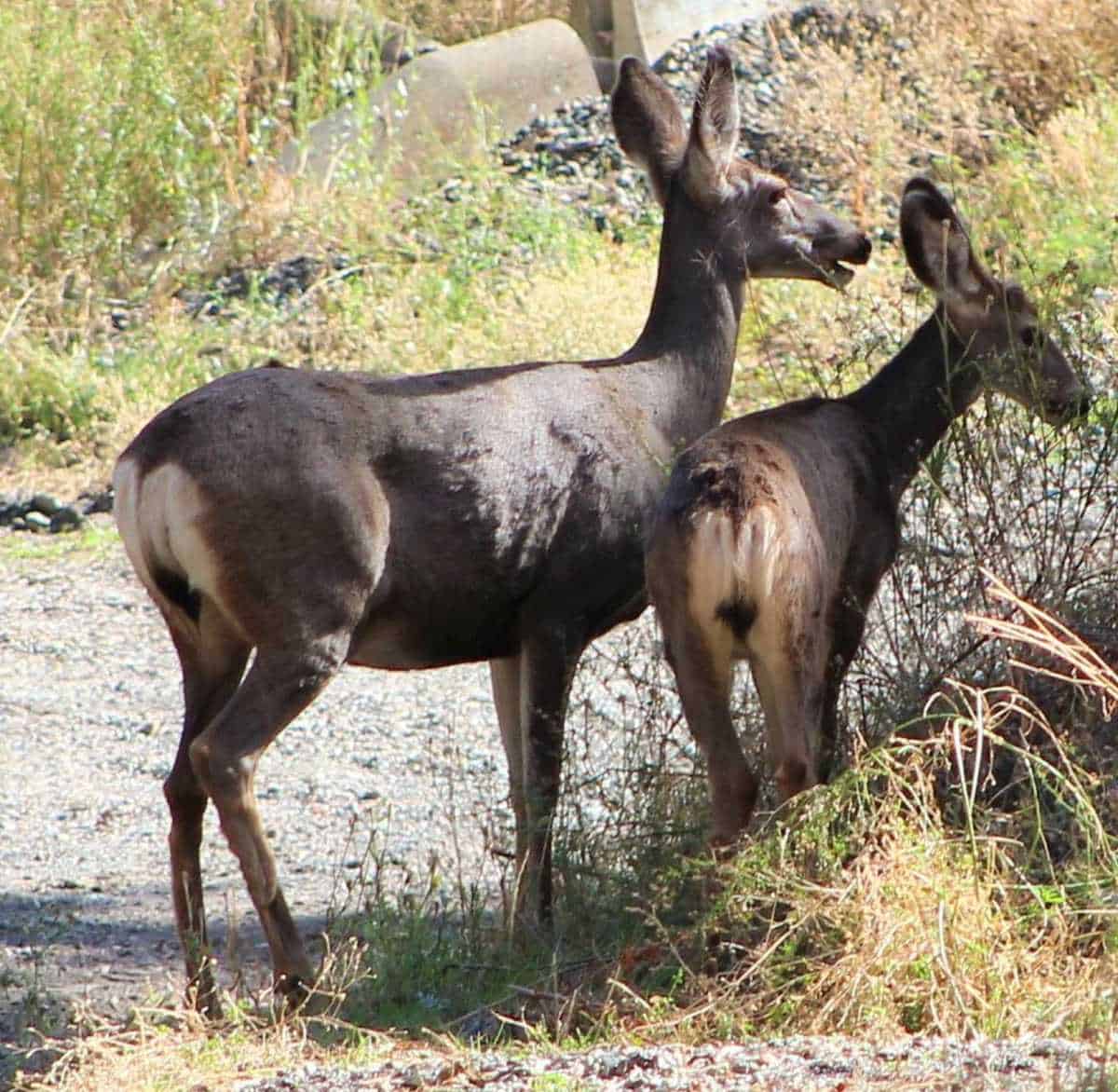 Mule Deer
