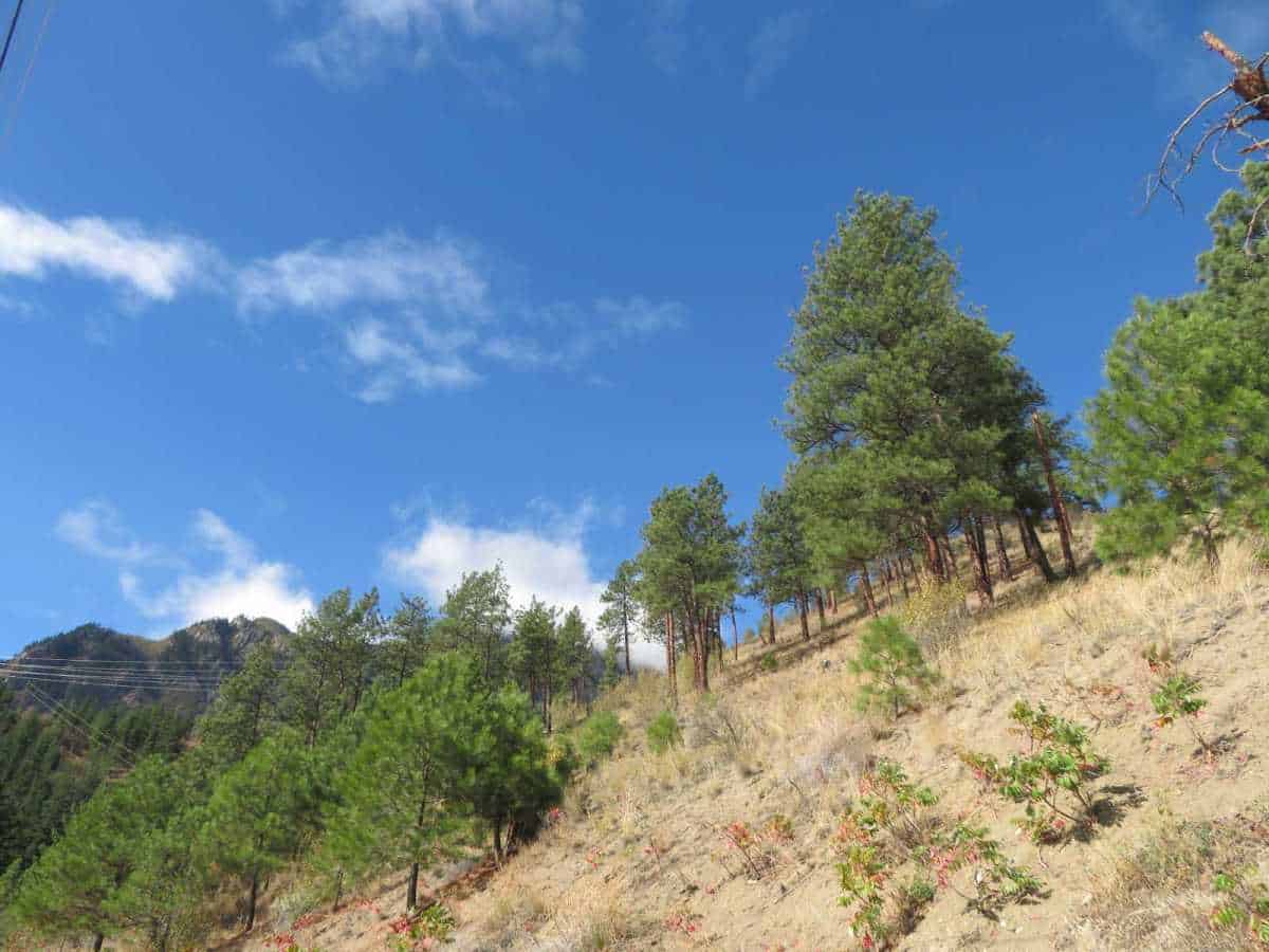 Dry Hillside