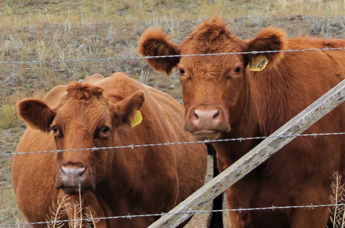 Be mindful of the cows.
