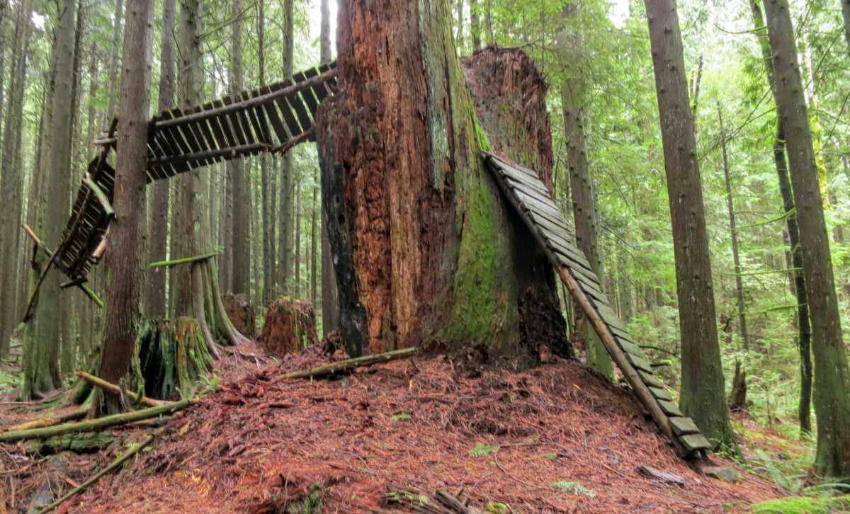 Get Some Mountain Bike Trail