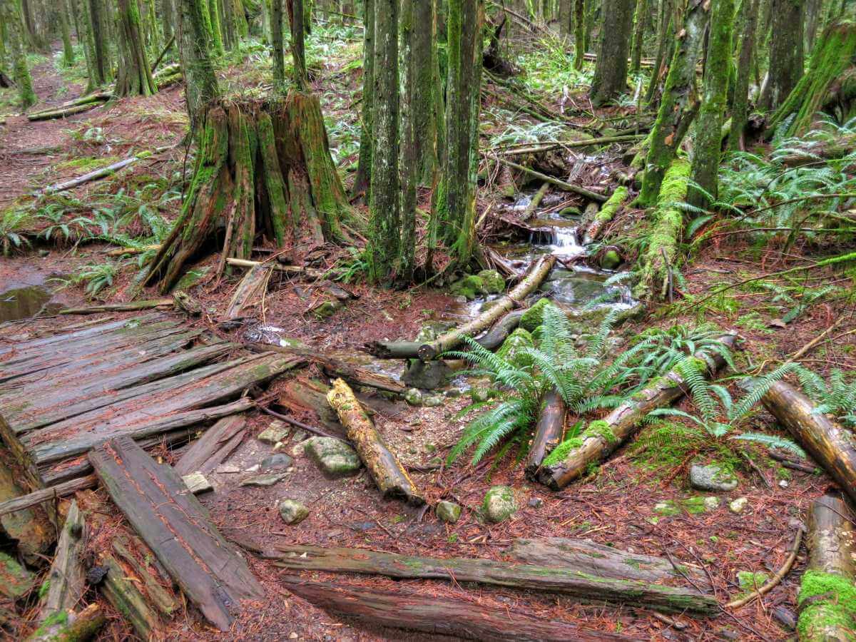 Hammer Bike Mountain Trail